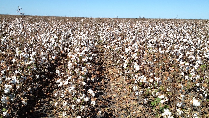 Cotton awaiting harvest near Moree