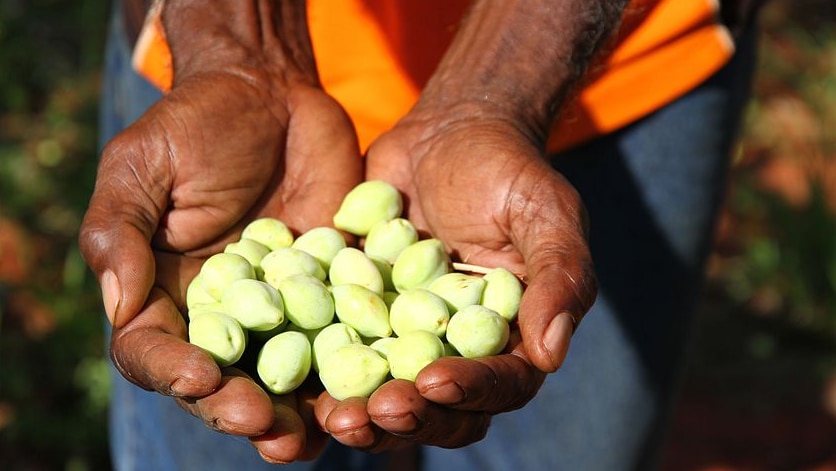 Man holds native seeds in his hands.