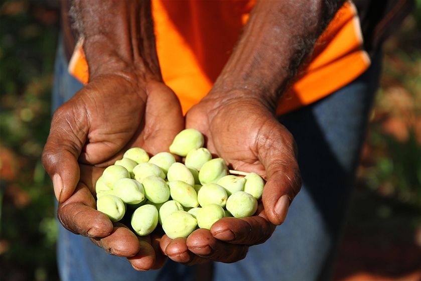 Man holds native seeds in his hands.