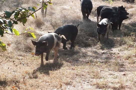 feral pigs trotting away