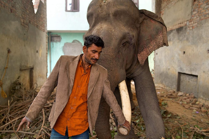 A mahout stands close to an elephant, holding it by the tusk.