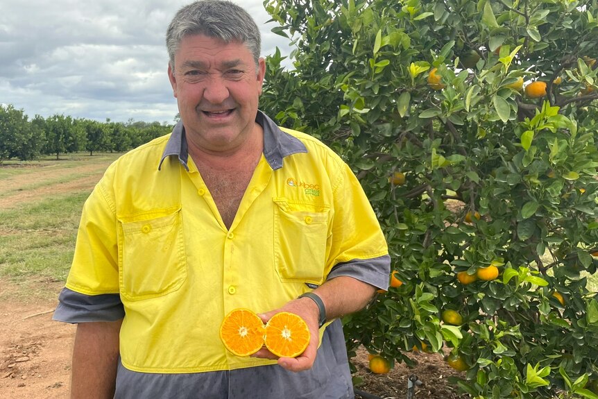 A man in a work shirt stands in citrus farm smiling holding a cut open seedless orange