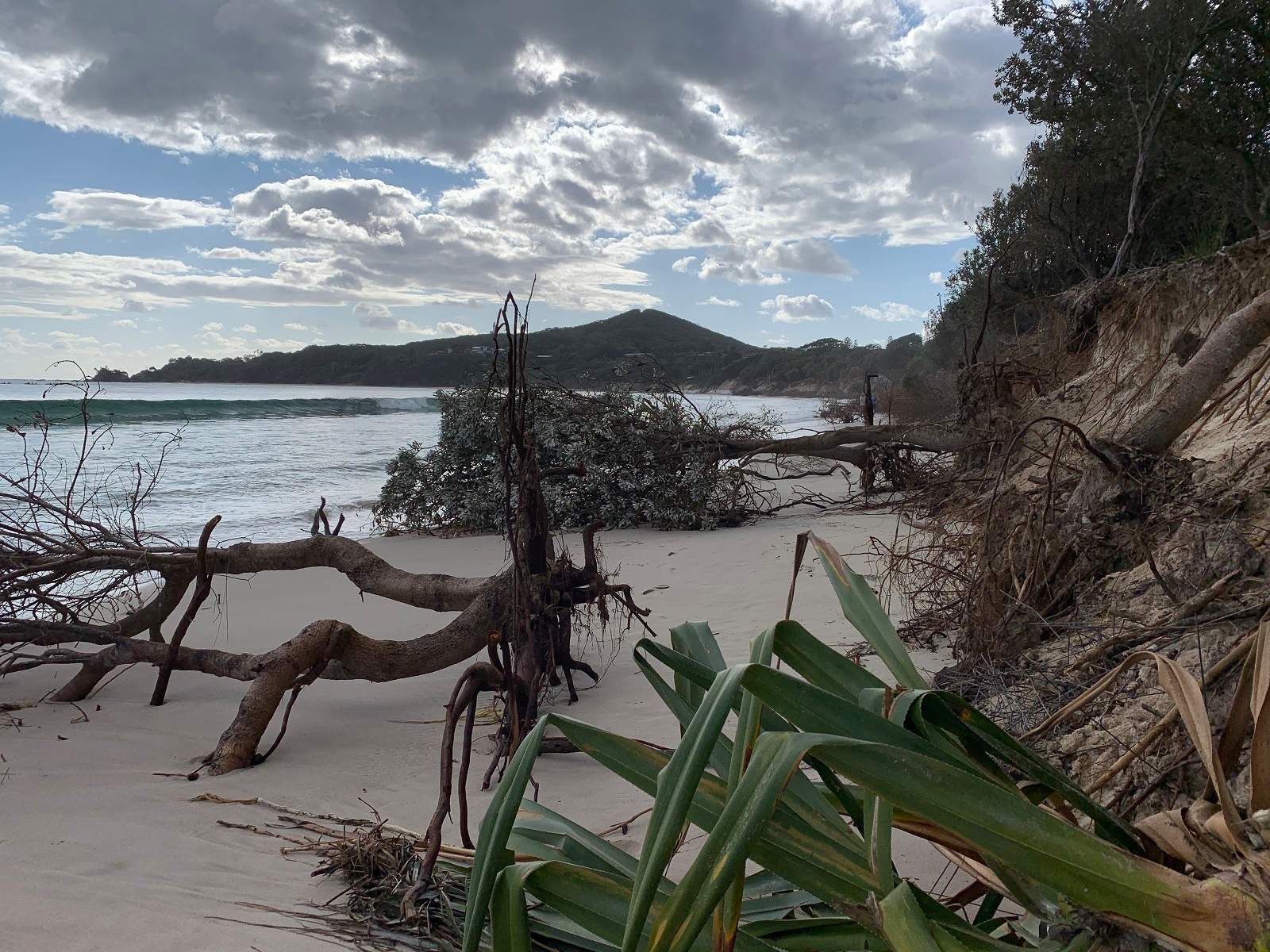 Trees and rocks litter the sand between Clarks Beach and the Byron Bay township.