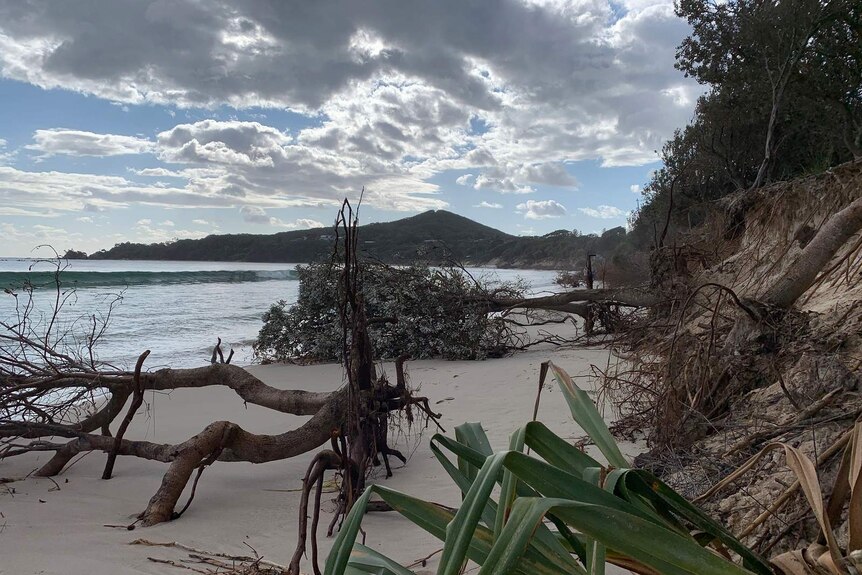 Trees and rocks litter the sand between Clarks Beach and the Byron Bay township.