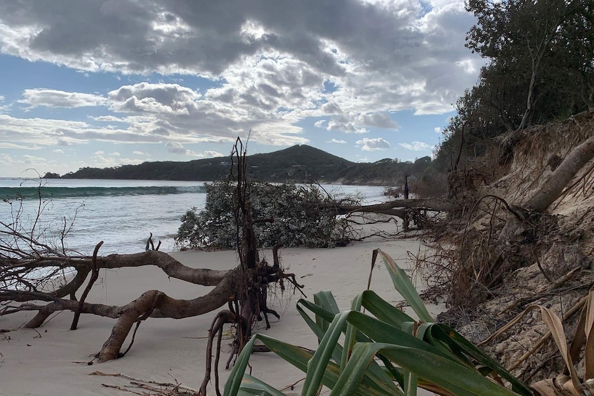 Trees and rocks litter the sand between Clarks Beach and the Byron Bay township