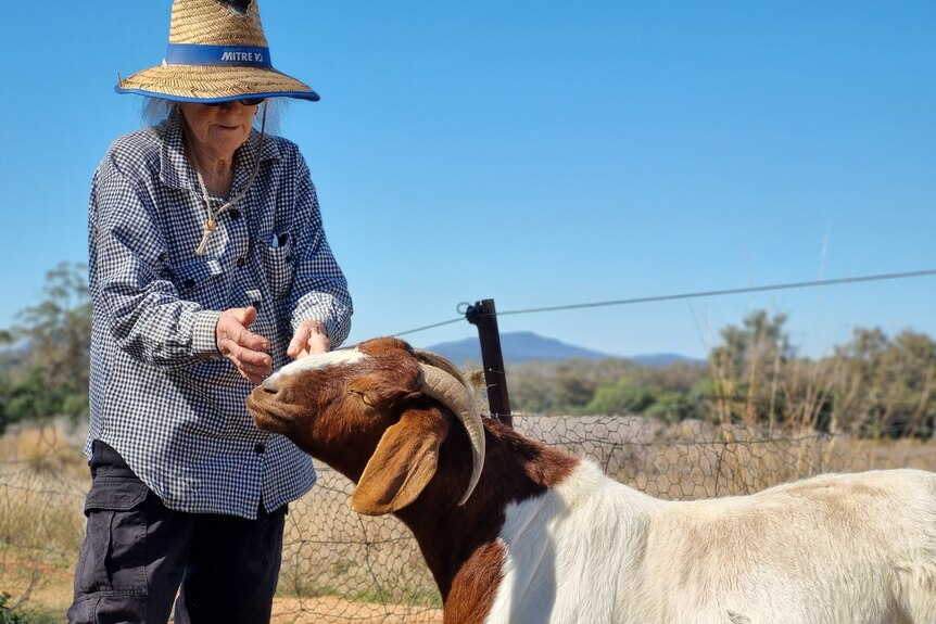 An elderly woman in a hat and blue shirt pats a goat.