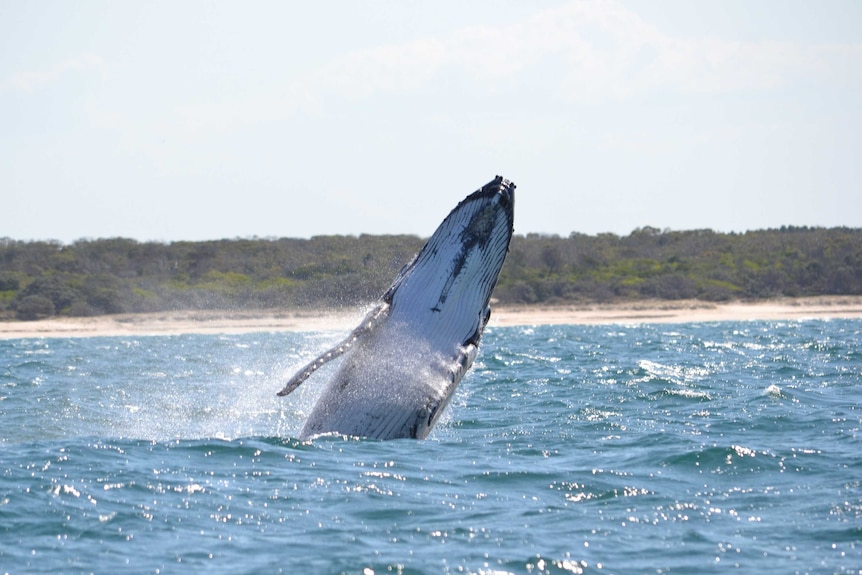 A young whale jumping from the water.