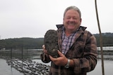 Bernie Connell holds up a big oyster for the cameras at his oyster farm.