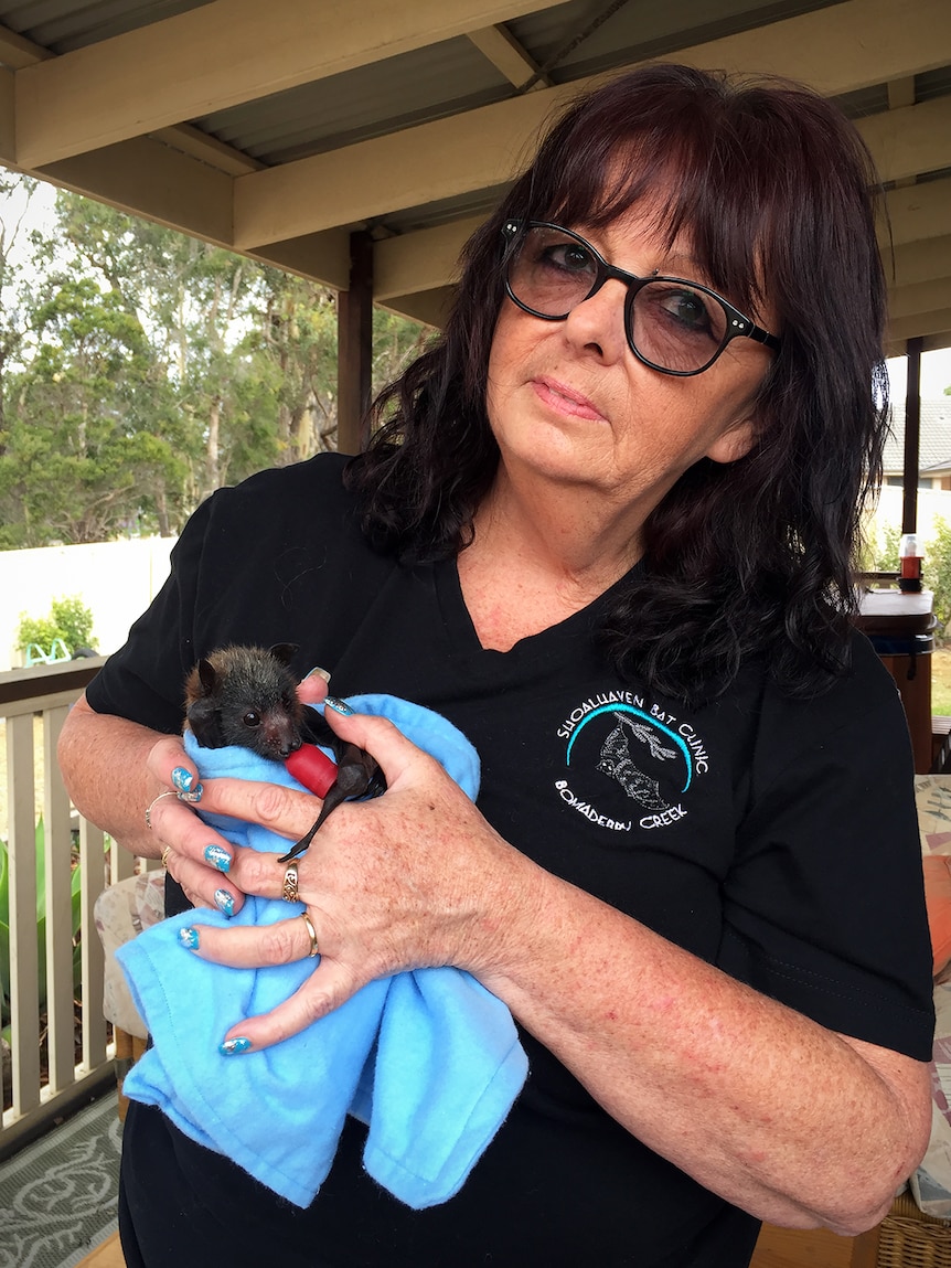 Janine Davies holds an injured bat wrapped in a cloth.