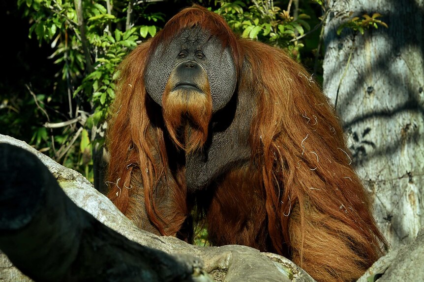 A big male Orangutan sits on a tree in a zoo