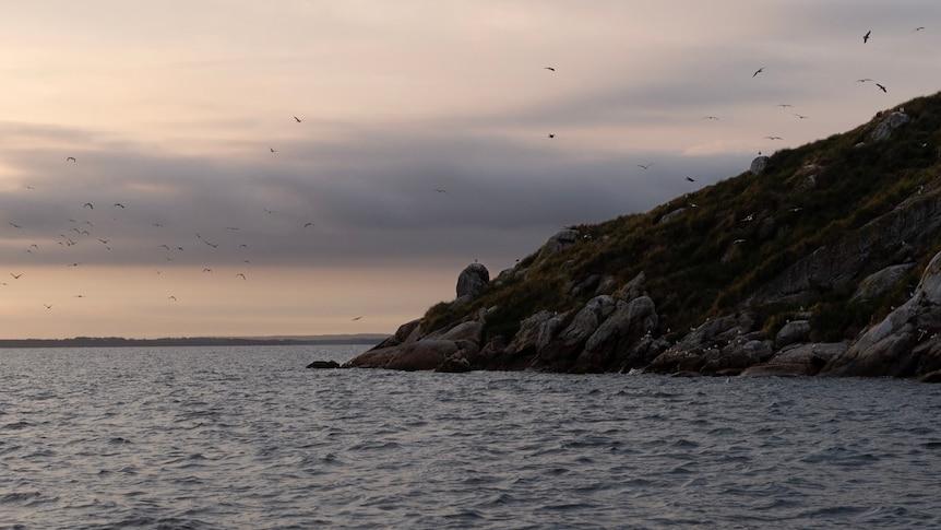 a rocky island juts in from one side of the frame as seabirds swarm around it in the sky.