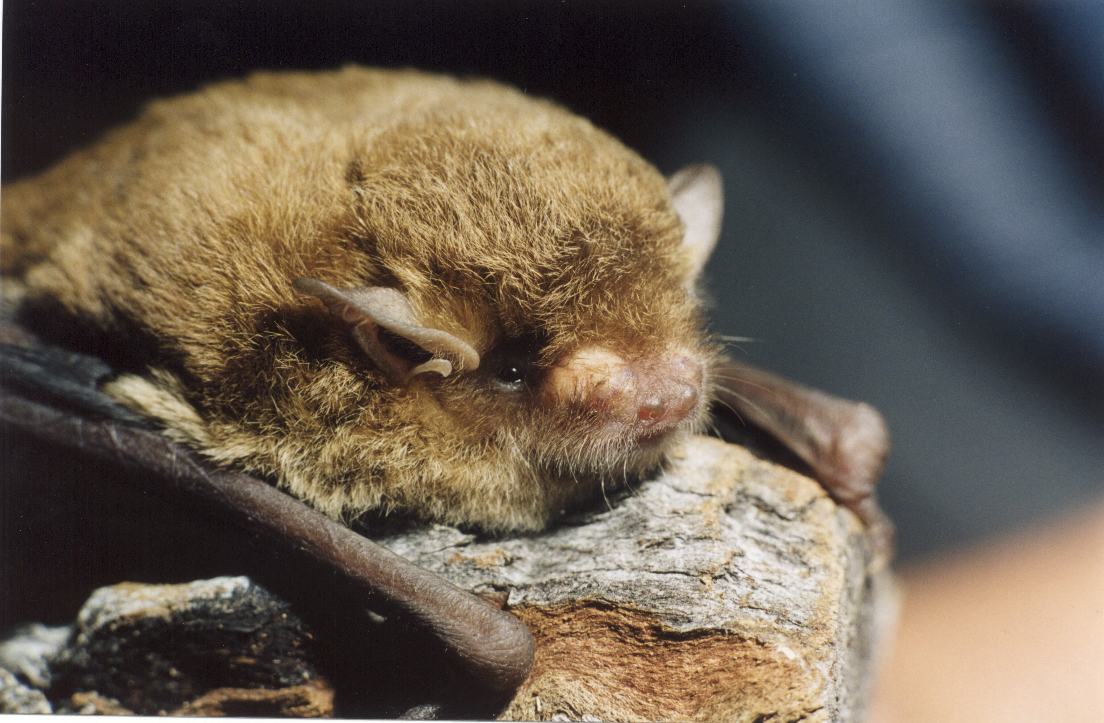 A small bat clings to a nub of wood.