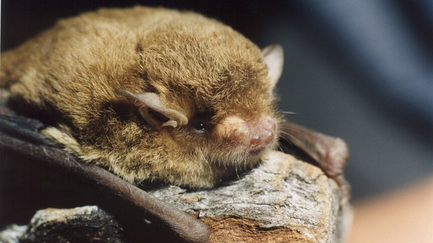 A small bat clings to a nub of wood.