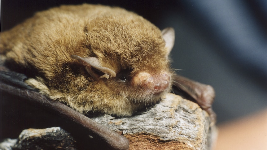 A close up shot of a small bat