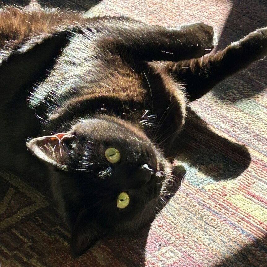black cat on it's side on a rug in the sun 