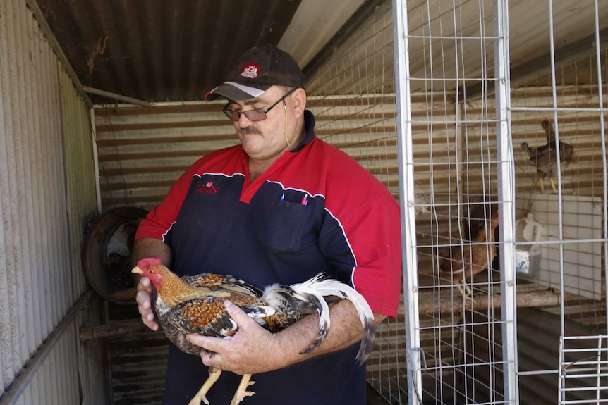 Poultry enthusiast Bruce Patterson with an old English game creele rooster he is prepping for the Canberra Show.