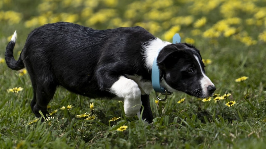 Black and white pup with blue colour stalks something out of view in a paddock of yellow flowers