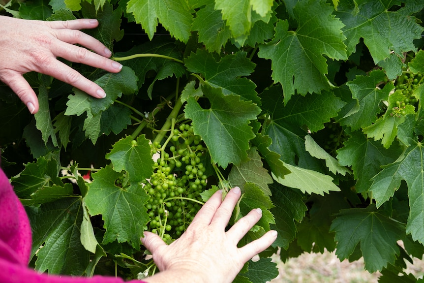 A woman's hands spread a grapevine.