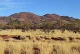 Buffel grass infestation on the remote Anangu Pitjantjatjara Yankunytjatjara (APY) Lands in South Australia.