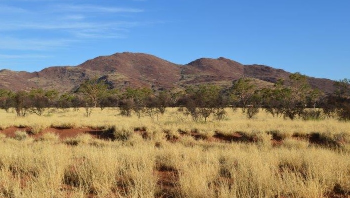 Buffel grass infestation on the remote Anangu Pitjantjatjara Yankunytjatjara (APY) Lands in South Australia.