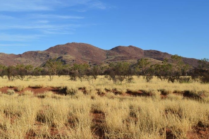 A sunny, cloudless day view of an area covered with tufts of buffel grass with a mountain range in the distance.