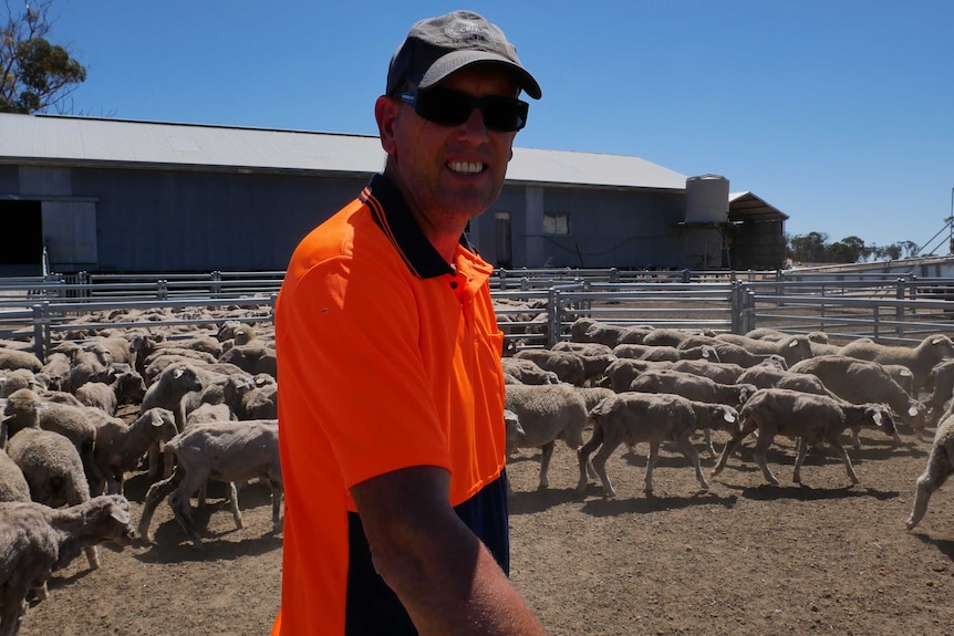 Kevin Wise yards sheep on his farm