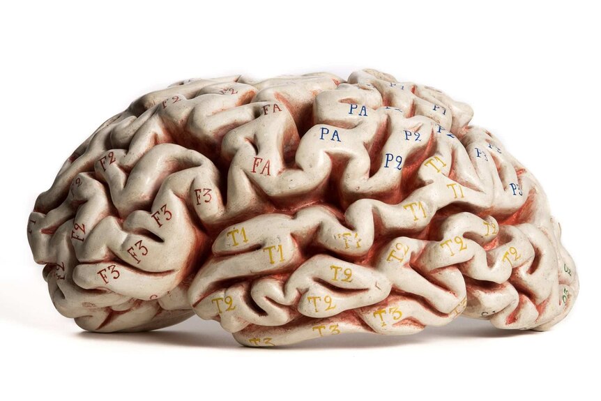 A model of the human brain