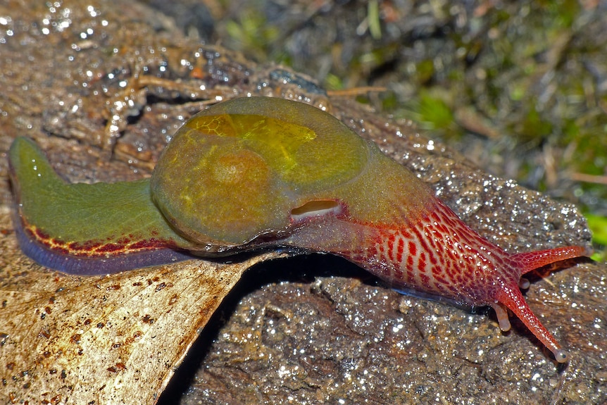 Photo of a colourful snail found in Tasmania