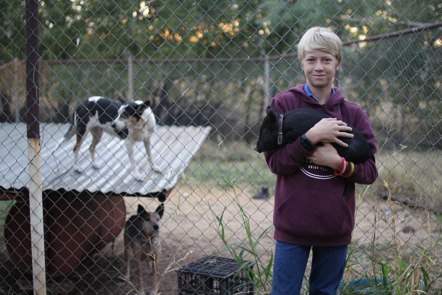 a boy holding a black piglet with dogs in a yard behind him.