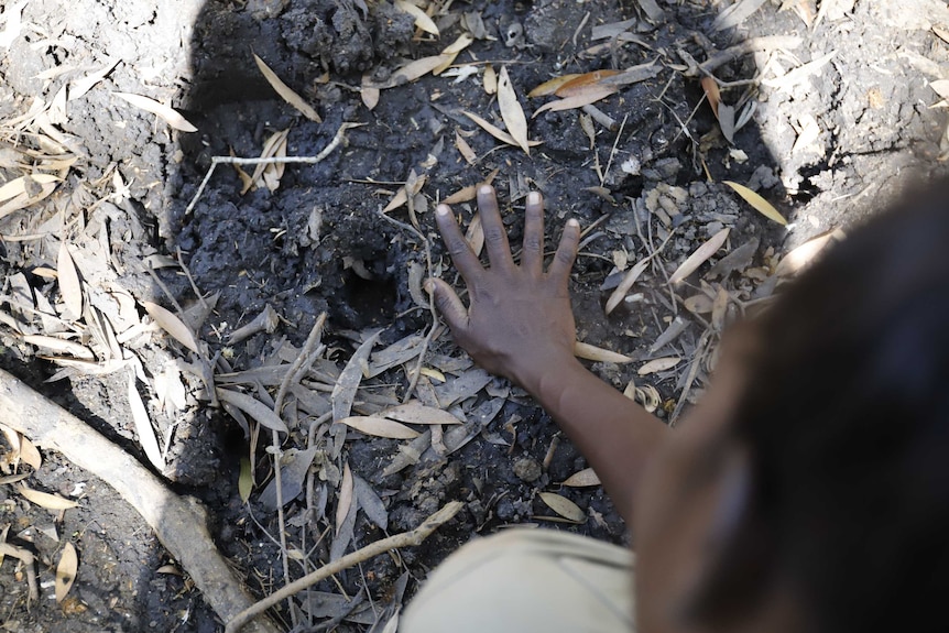 One of the Bawinanga Rangers shows a track left behind by a wild pig in the remote community of Maningrida in Arnhem Land. 