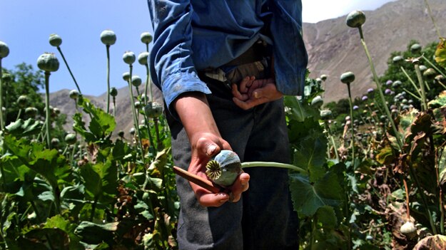 A close up of a hand holding an opium poppy in Afghanistan.