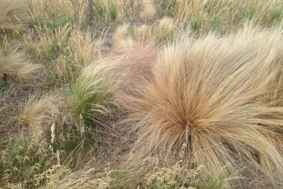 grassy weeds in a field