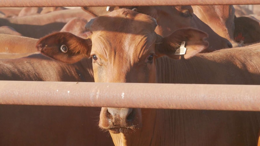 Cattle peering through fence.