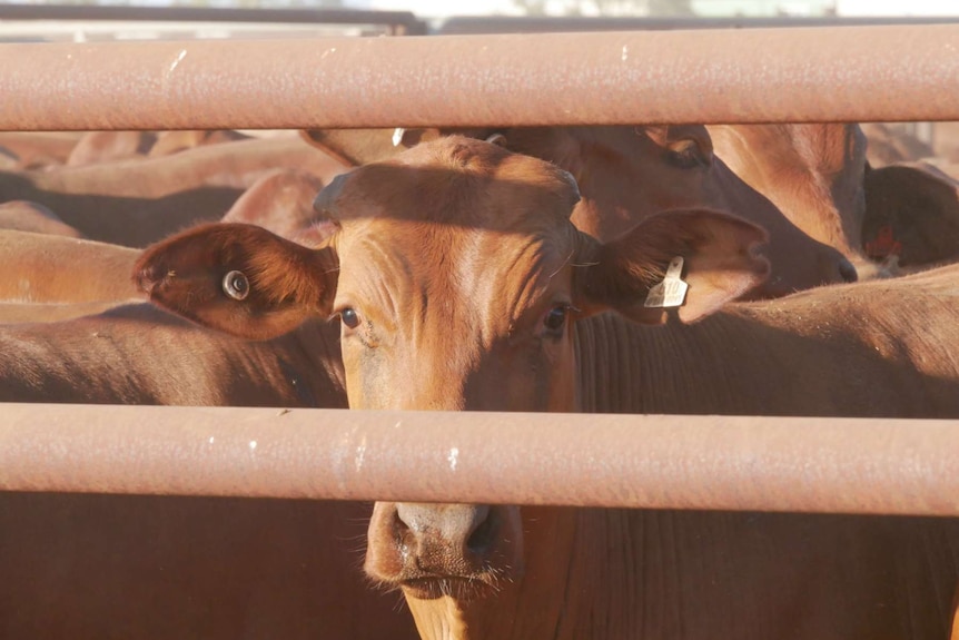 cattle peering through fence