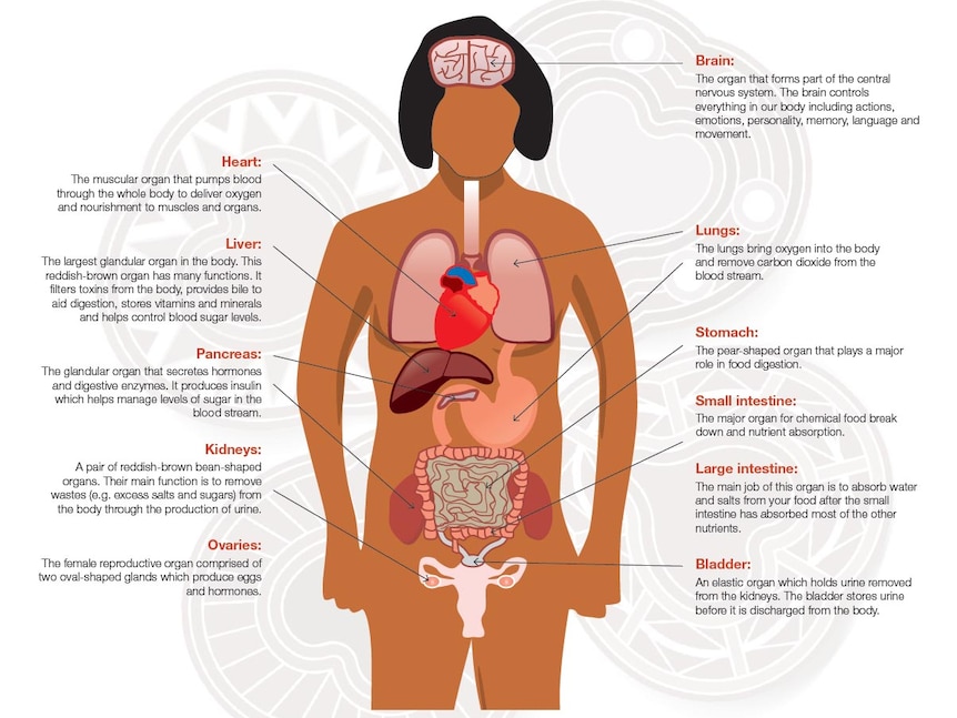 The poster confuses the stomach with the lungs and incorrectly labels the ovaries as kidneys.