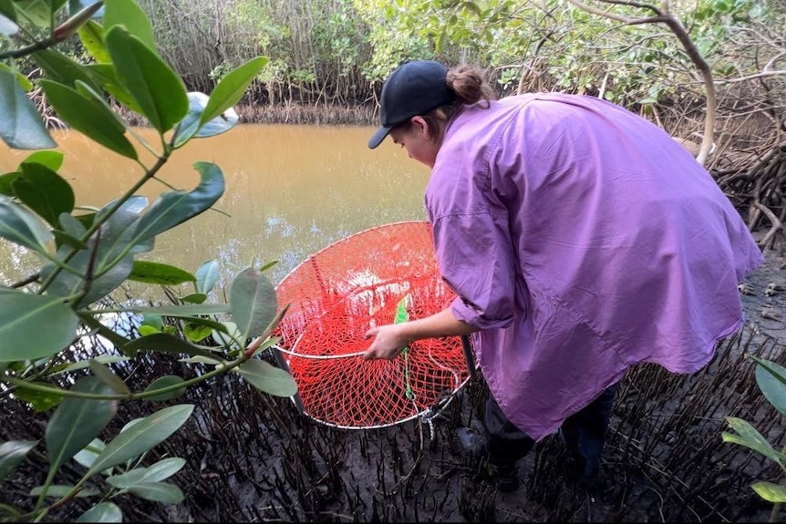 A girl crouches in mangroves near a muddy creek with a bright orange crab pot.