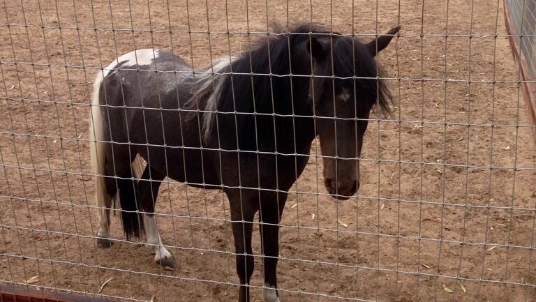 A surviving miniature horse from SA