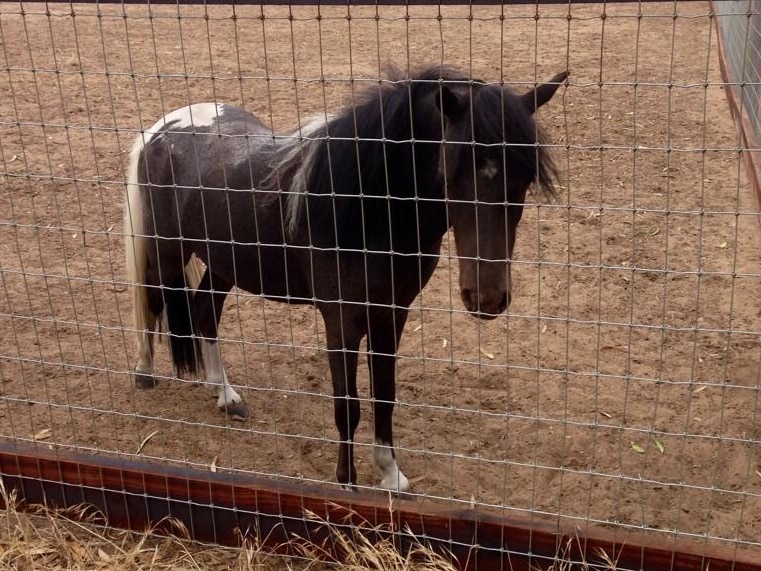 A surviving miniature horse from SA