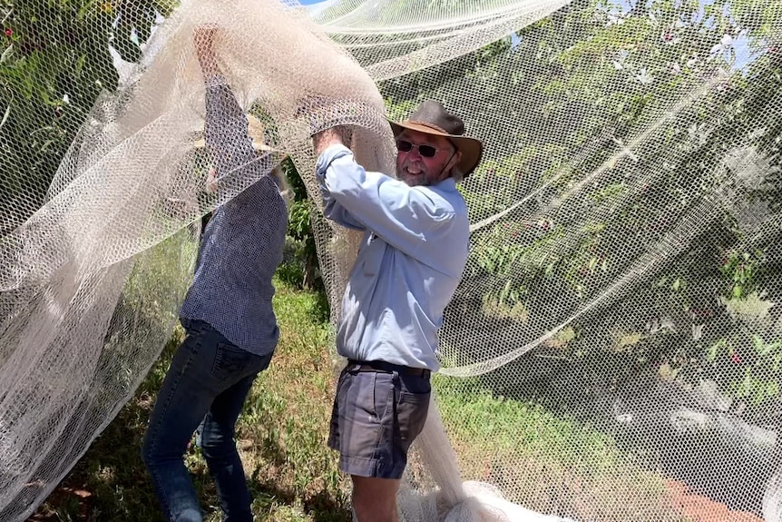 Peter and Ann Brooke hold up netting as they enter their cherry orchard.