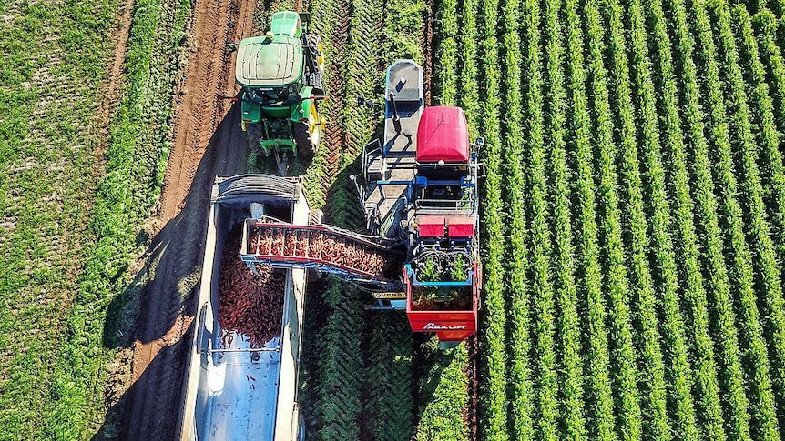 A drone photo of carrots being harvested.