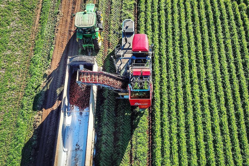 A drone photo of carrots being harvested.