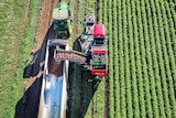 Bird's-eye view of a harvester placing carrots into a large bin behind a tractor