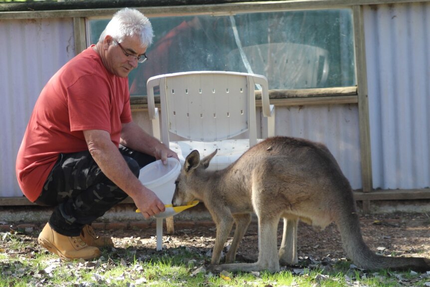 A man kneels down and feeds a holds a container for a small kangaroo to eat out of. 
