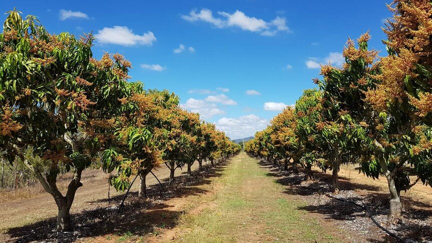 View between two rows of flowering mango trees