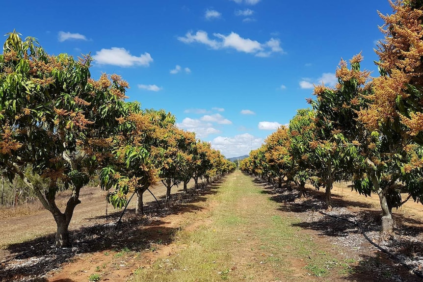 View between two rows of flowering mango trees