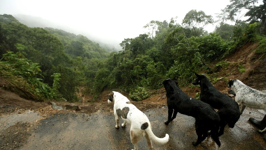 Four dogs stand in the rain and overlook a collapsed road.