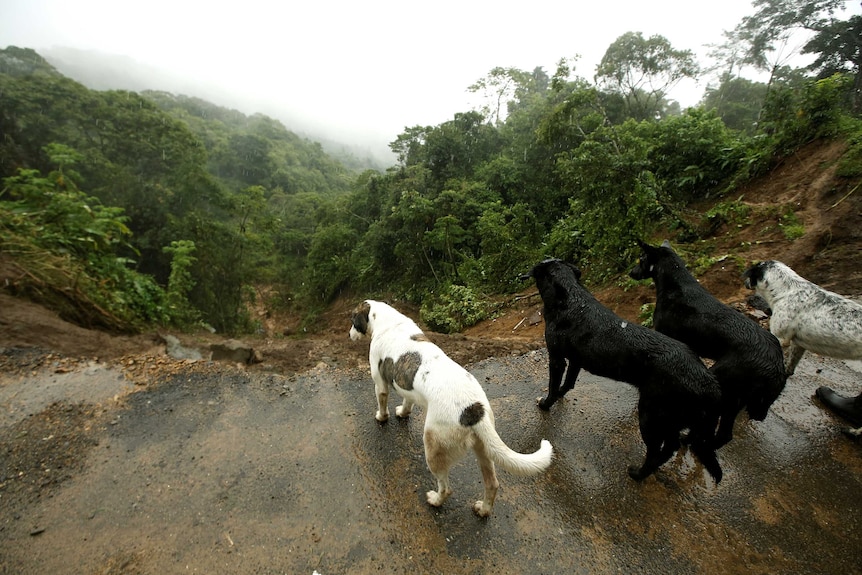 Four dogs stand in the rain and overlook a collapsed road.