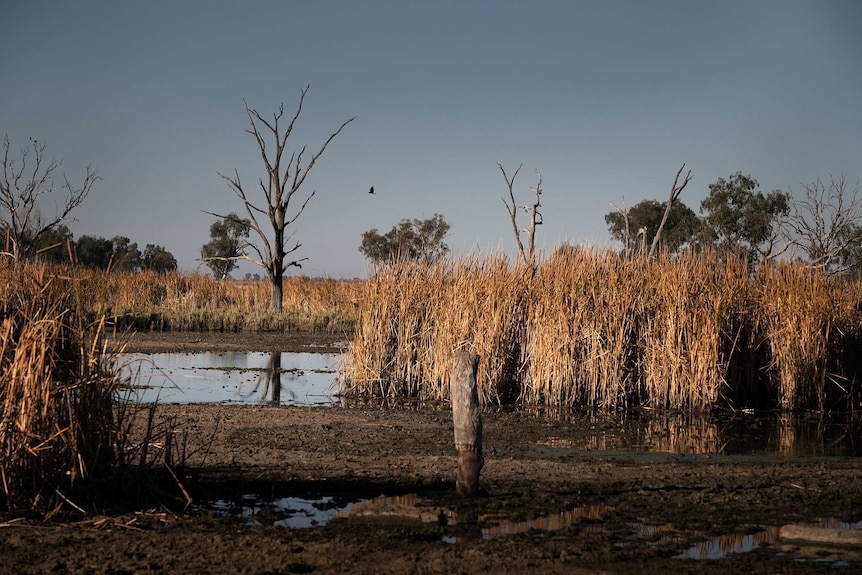 Wetlands with pooled water.