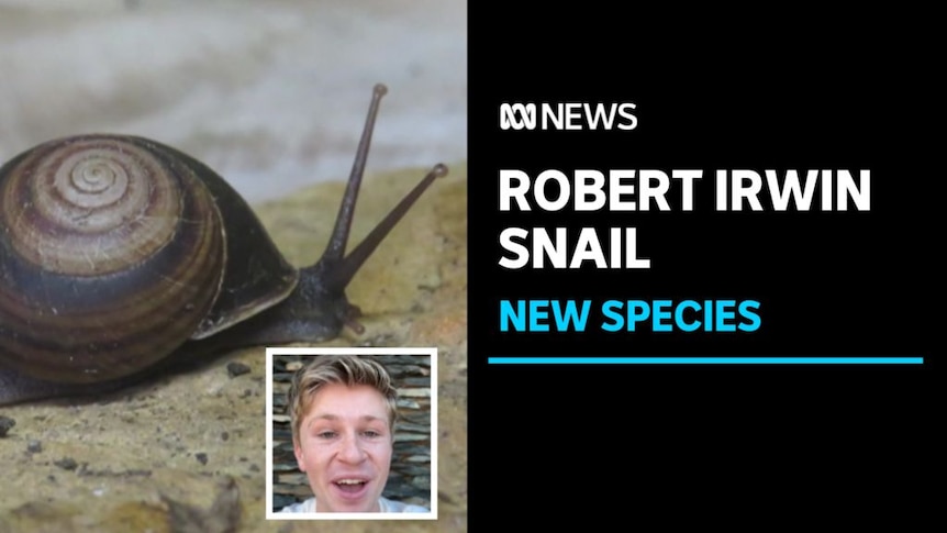 Robert Irwin Snail, New Species: A snail with an inset phot of a man giving a television interview.