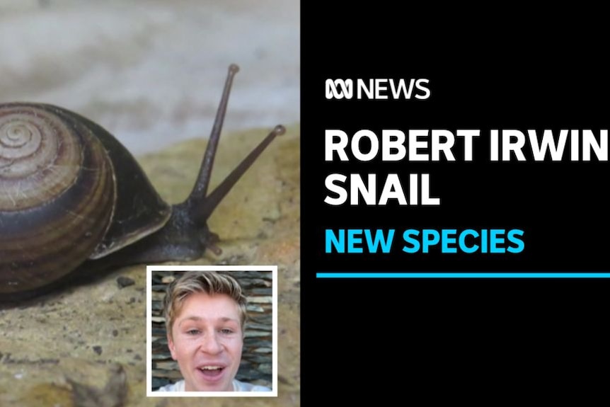 Robert Irwin Snail, New Species: A snail with an inset phot of a man giving a television interview.